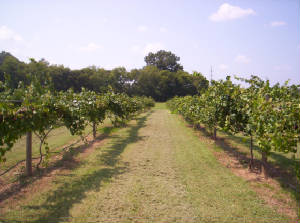 Muscadine Rows